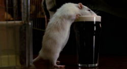 Доказано на крысах – сахар вызывает привыкание и абстиненцию